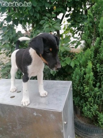 Fajtatiszta foxterrier kölykök eladók!