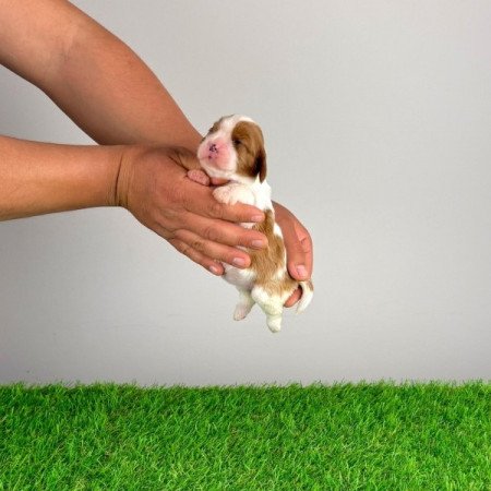 Cavalier King Charles Spániel