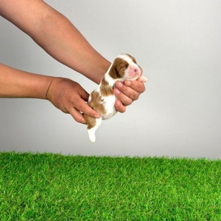 Cavalier King Charles Spániel