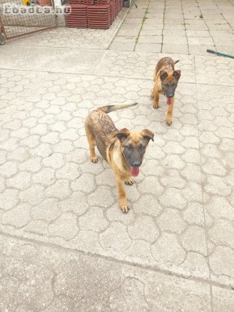 Mali németjuhász kiskutyák eladók!⁶