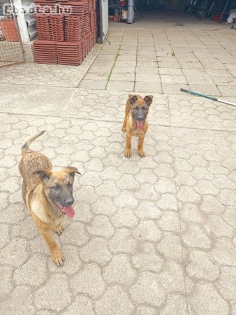 Mali németjuhász kiskutyák eladók!⁶