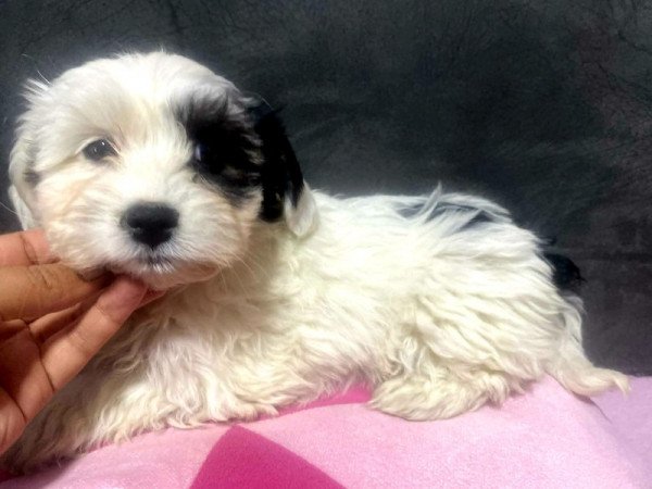Bichon Havanese