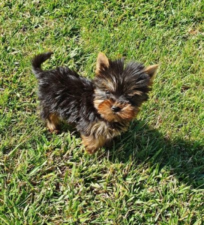 yorkshire terrier