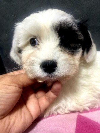 Bichon Havanese