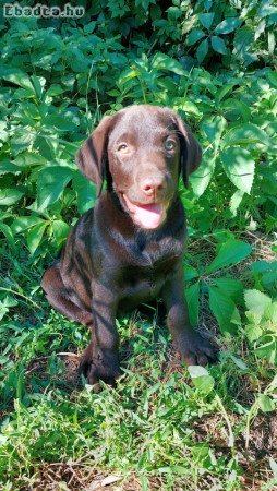 barna labrador retriever