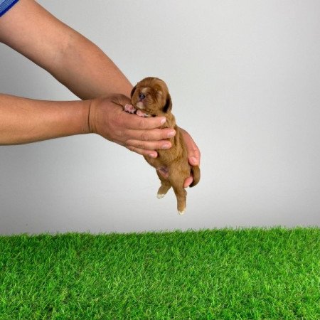 Cavalier King Charles Spániel