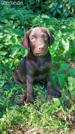 barna labrador retriever