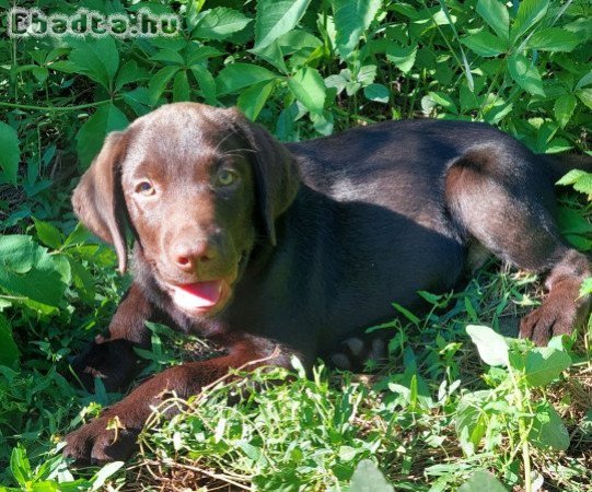 barna labrador retriever