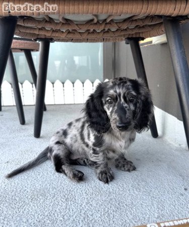 Gyönyörű tacskó kölykök