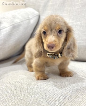 Gyönyörű tacskó kölykök