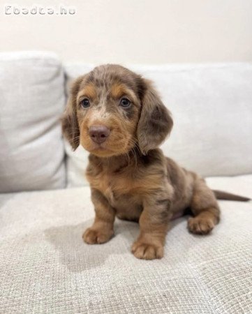 Gyönyörű tacskó kölykök