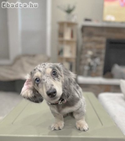 Gyönyörű tacskó kölykök