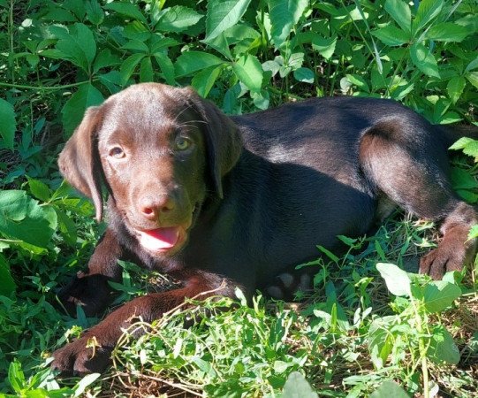 Labrador retriever