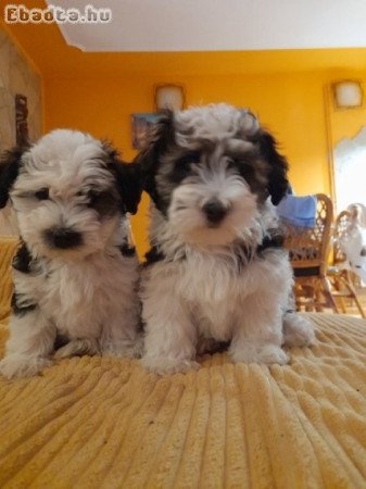 Eladó Bichon Havanese kiskutyák