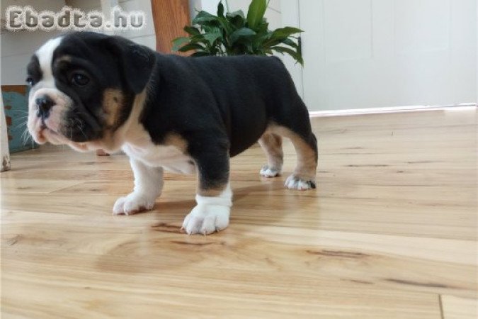 Gyönyörű angol bulldog kölykök