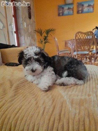 Eladó Bichon Havanese kiskutyák