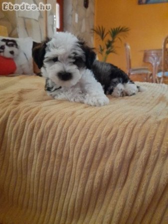 Eladó Bichon Havanese kiskutyák