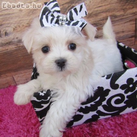 Csodálatos máltai selyemkutyák eladók