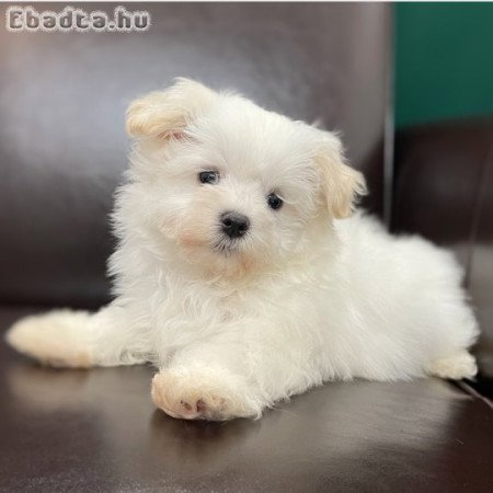 Csodálatos máltai selyemkutyák eladók