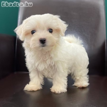 Csodálatos máltai selyemkutyák eladók