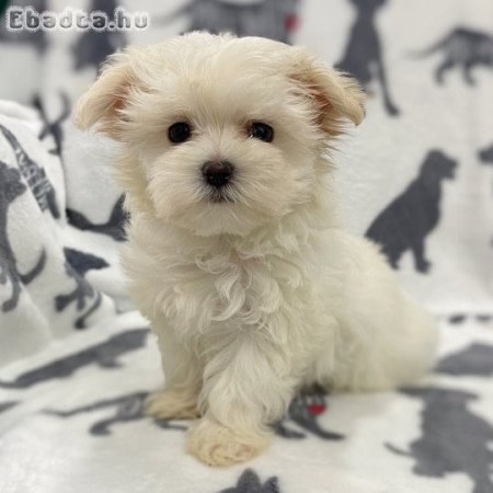 Csodálatos máltai selyemkutyák eladók
