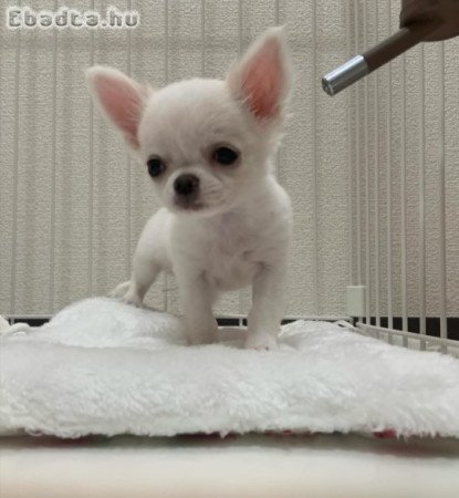 Gyönyörű csivava kölykök