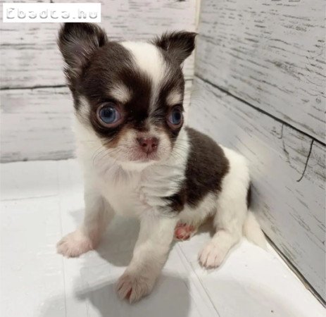 Gyönyörű csivava kölykök