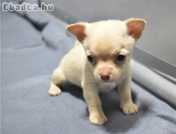 Gyönyörű csivava kölykök