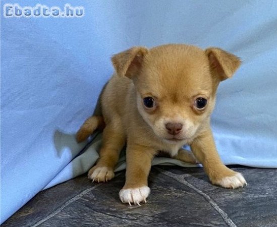 Gyönyörű csivava kölykök