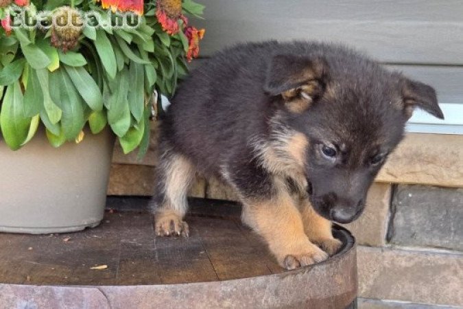 Szuper imádnivaló németjuhász kölykök
