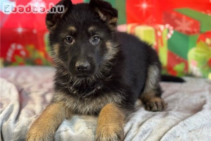Szuper imádnivaló németjuhász kölykök