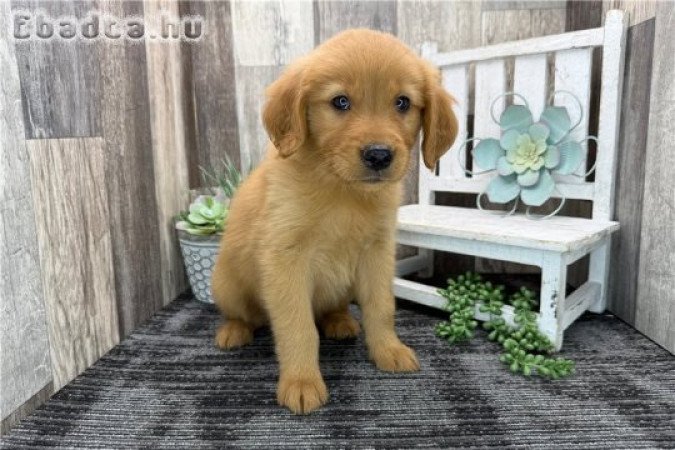 Gyönyörű golden retriever kölykök