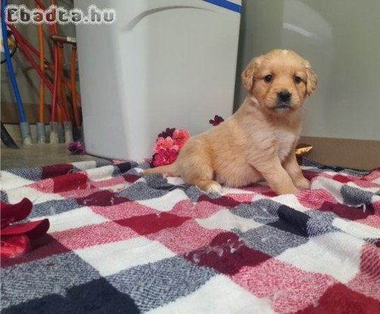 Gyönyörű golden retriever kölykök