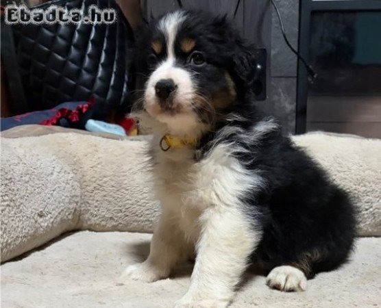 Aranyos és imádnivaló ausztrál juhászkutyák