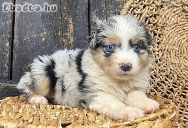 Aranyos és imádnivaló ausztrál juhászkutyák