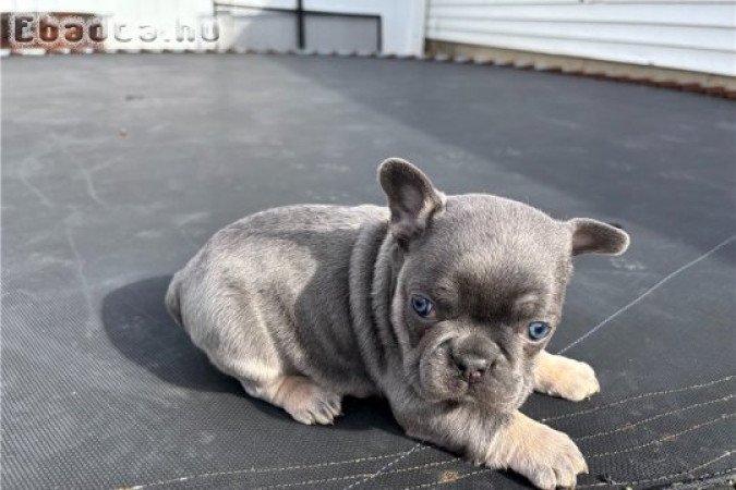 Kedves francia bulldog kölykök