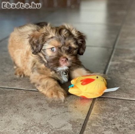 Kedves és játékos shih tzu kölykök