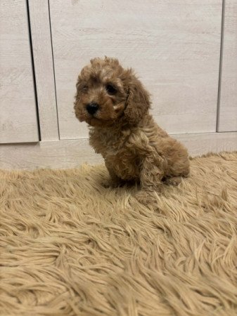Maltipoo