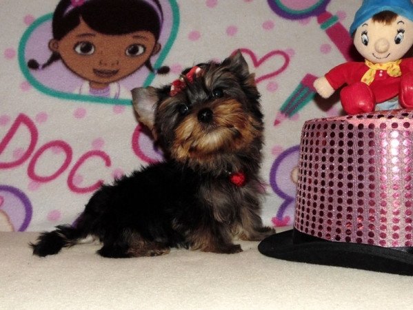 Yorkshire Terrier, Yorki