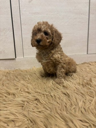 Maltipoo