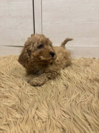 Maltipoo