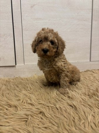 Maltipoo