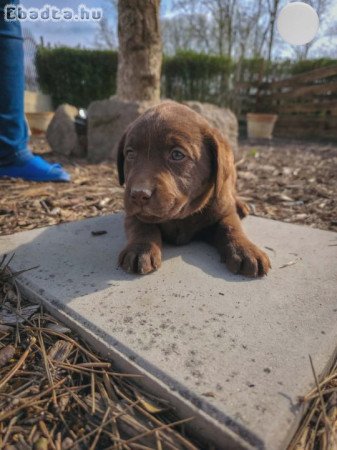 Labrador kiskutyák gazdit keresnek