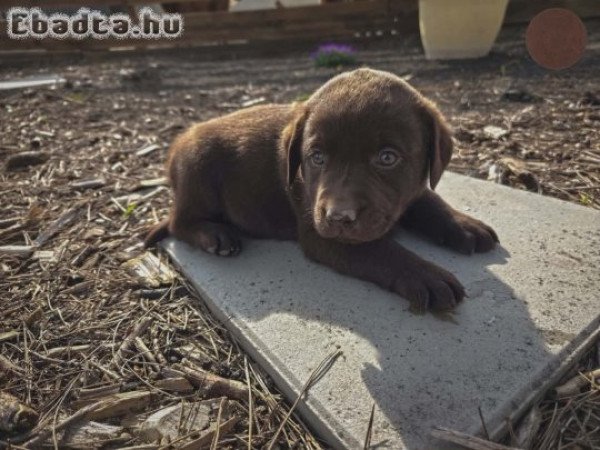 Labrador kiskutyák gazdit keresnek