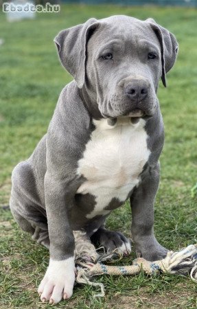 ABKC American Bully XL kék kisfiú!