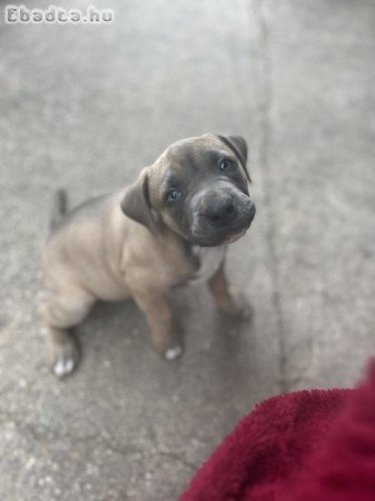 Staffordshire terrier kölykök keresik gazdijukat