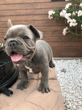 Francia bulldog