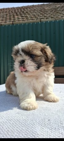 Shih-tzu