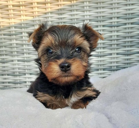 Yorkshire terrier