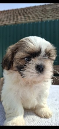 Shih-tzu